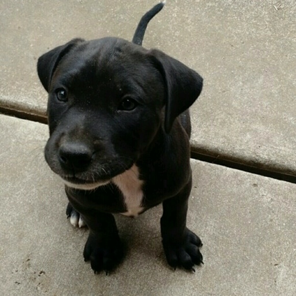 Meet your Posher, MoHawk - Picture 1 of 1